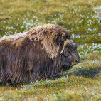 Musk Ox in Greenland.