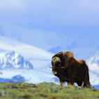 Musk ox in Greenland.