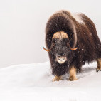 Musk ox in Scoresby Sund, Greenland. 