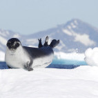 Seal on the ice in Greenland.