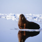 Walrus sitting on the ice in Greenland.
