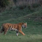 Tiger in India.