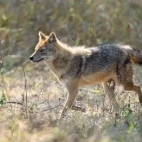 Indian golden jackal in India.