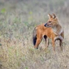 Dhole in India.
