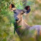 Sambar deer in India.