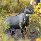 Nilgai in India.
