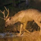 Sambar deer in India.