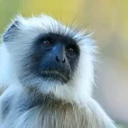 Hanuman langur in India.