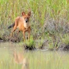 Dhole in India.