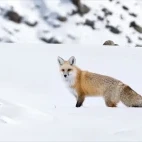 Red fox in Ulley Valley, India.