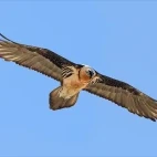 Bearded vulture in Ulley Valley, India.