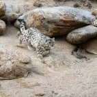 Snow leopard in Ulley Valley, India.