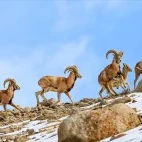 Urial in Ulley Valley, India.