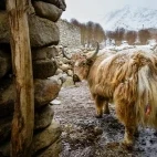 Yak in Ulley Valley, India.