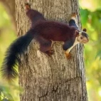 Malabar giant squirrel in India.