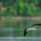 Indian skimmer in India.