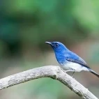 White-bellied blue flycatcher in India