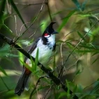 Red-whiskered bulbul in India