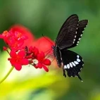 Black pachliopta butterfly in India