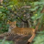 Leopard in Satpura National Park, India.