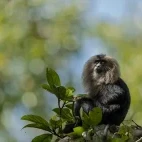 Lion-tailed macaque in India