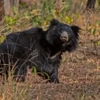 Sloth bear in India.
