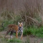 Bengal tiger cub in India.