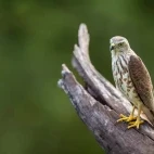 Shikra in India.