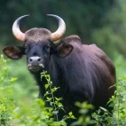 Gaur in India.