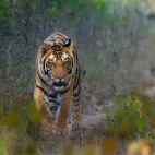 Bengal tiger in India.