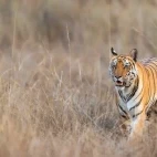 Bengal tiger in India.