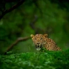 Leopard in India.