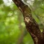 Indian scops owl in India.