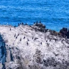 Gathering of pelagic birds at Cape Kiritappu, Hokkaido, Japan.