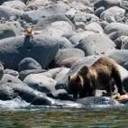 Brown bear on the shore of Hokkaido, Japan.