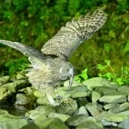 Blakiston’s fish owl in Japan.