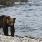 Brown bear in Hokkaido, Japan.