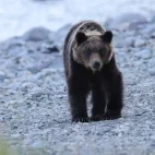 Brown bear in Hokkaido, Japan.