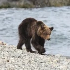 Brown bear in Hokkaido, Japan.