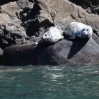 Harbour seals in Japan.