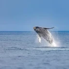 Breaching humpback whale in Japan.