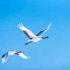 Red-crowned crane in Japan.
