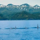 View of orca and the mountains of Hokkaido, Japan.