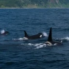 Orca in Japan.