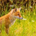 A red fox in Japan.