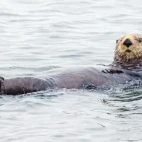 A sea otter in Japan.