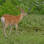 Sika deer in Hokkaido, Japan.