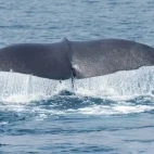 The tail of a sperm whale in Japan.