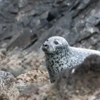 Spotted seal in Japan.