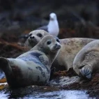 Spotted seal in Japan.